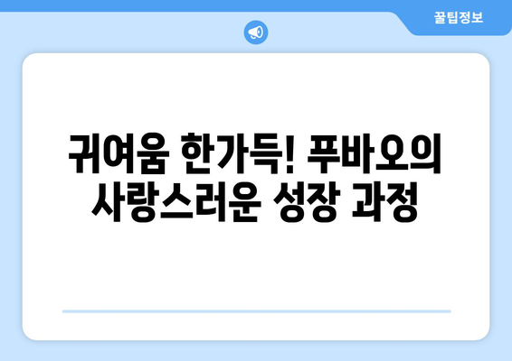 중국 푸바오| 판다의 삶과 성장 이야기 | 중국, 판다, 푸바오, 동물원, 성장 과정, 귀여움, 인기