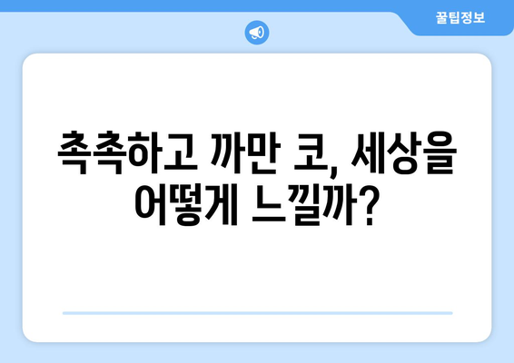 냥뇽녕냥 코의 비밀| 고양이 코에 숨겨진 놀라운 이야기 | 고양이, 코, 냥냥, 냥뇽녕냥, 신체